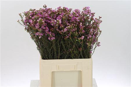 <h4>Chamelauc Adi Pink</h4>