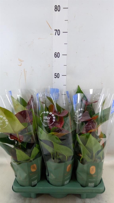 <h4>Anthurium andr. 'Essencia'</h4>