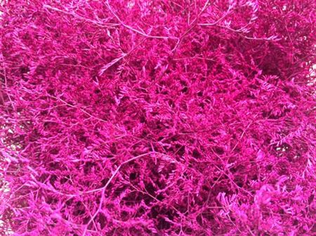 Limonium Pink + Glitter Bio