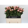 Paeonia Sarah Bernhardt