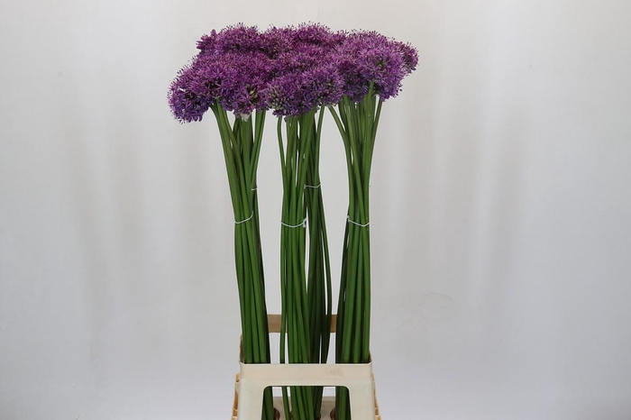 <h4>Allium Gladiator</h4>