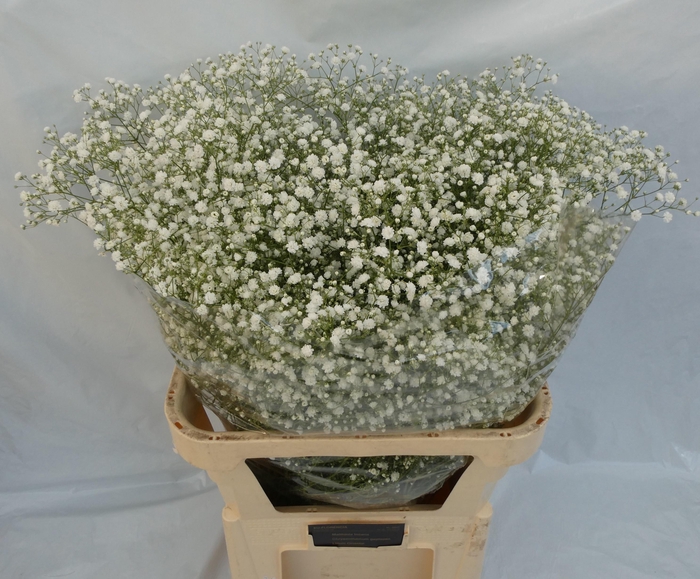 <h4>GYPS PA XLENCE</h4>