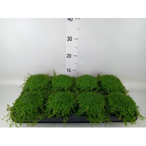 Soleirolia soleirolii   ...green