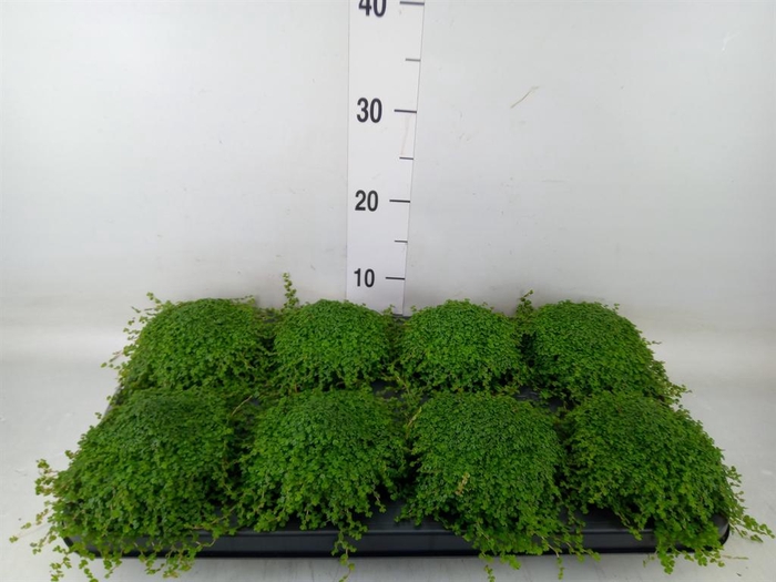 <h4>Soleirolia soleirolii   ...green</h4>