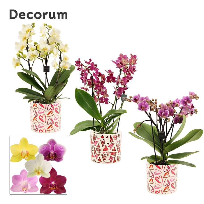 <h4>Phalaenopsis dazzling melange 3-4 tak in Julia (Deco-collection)</h4>