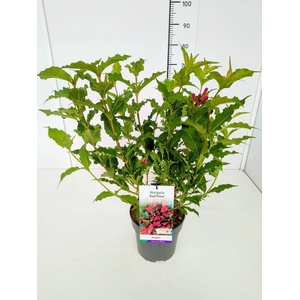 Weigela overig
