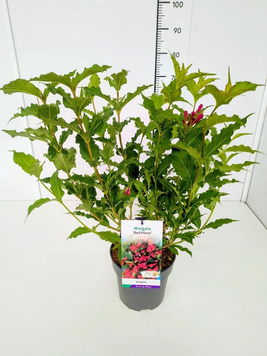 <h4>Weigela overig</h4>