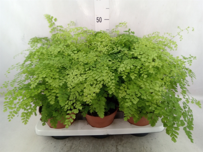 <h4>Adiantum raddi. 'Fragrans'</h4>