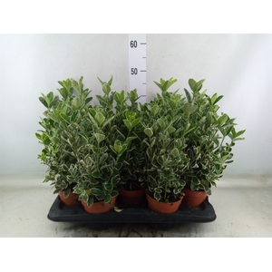 Euonymus fortunei 'Silver Queen'