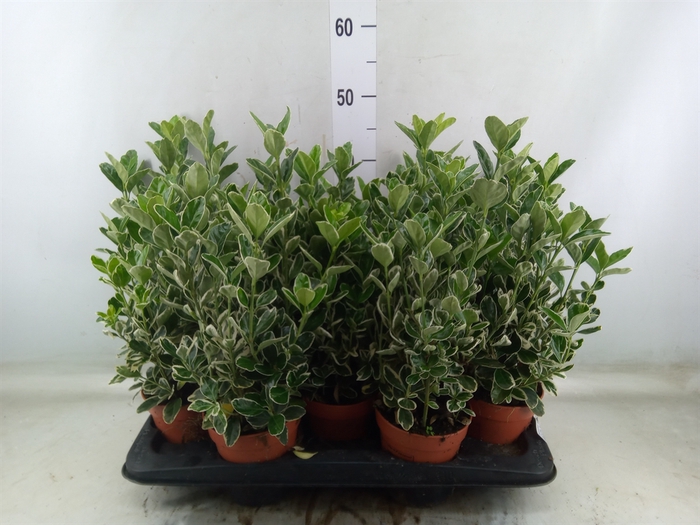 <h4>Euonymus fortunei 'Silver Queen'</h4>