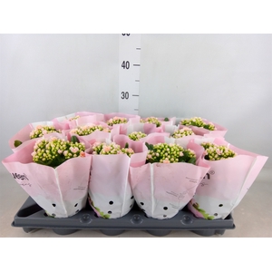 Kalanchoe   ...