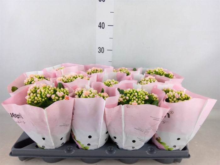 <h4>Kalanchoe   ...</h4>
