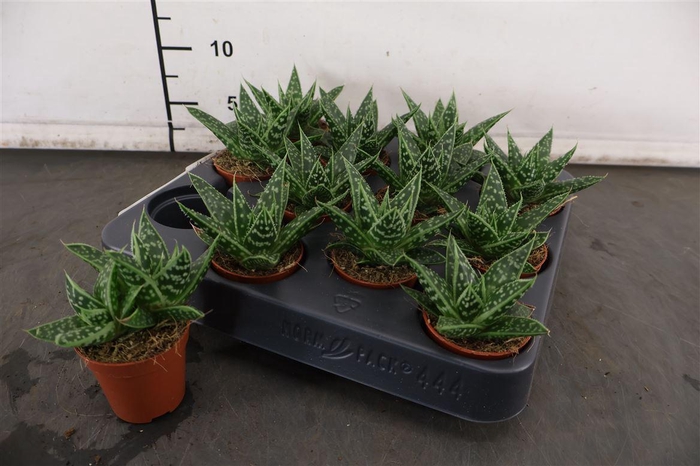 <h4>Mini Gasteria Tess 5.5 Cm. Pot</h4>