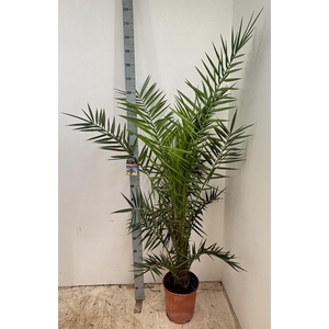 PHOENIX CANARIENSIS