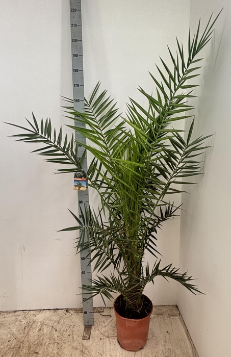 <h4>PHOENIX CANARIENSIS</h4>