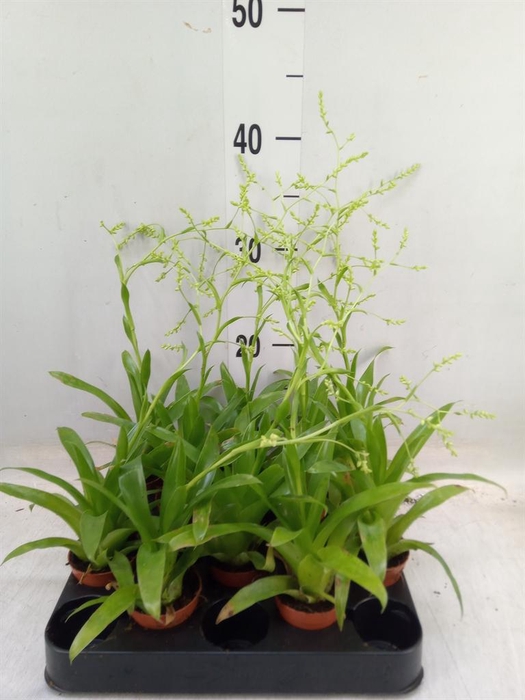 <h4>Catopsis morreniana</h4>