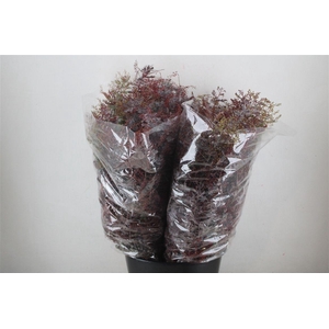 Mimosa Baleana Abs Red P Bunch