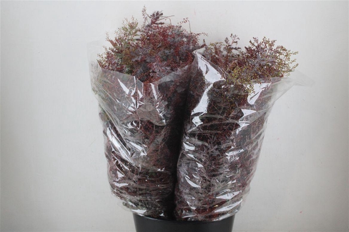 <h4>Mimosa Baleana Abs Red P Bunch</h4>