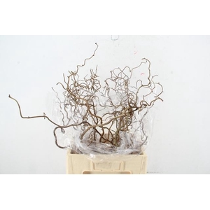 CORYL AV CONTORTA 2 JARIG 060CM