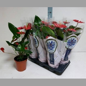 ANTHU A JAMBO RED