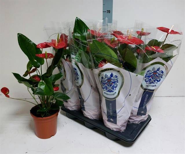<h4>ANTHU A JAMBO RED</h4>