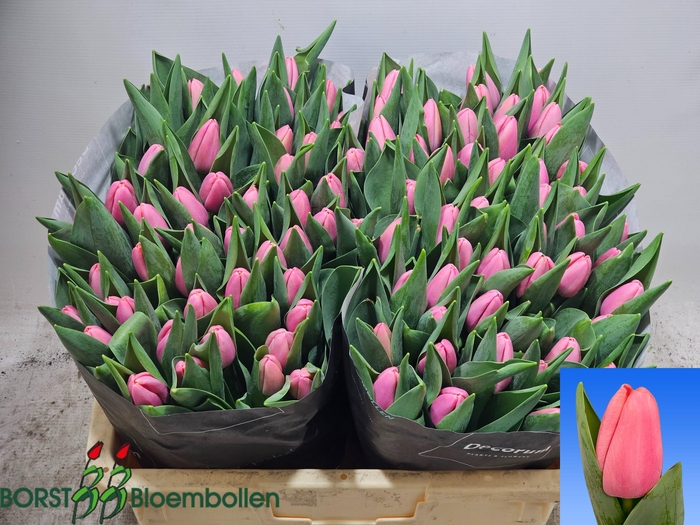 <h4>TU EN TRESOR</h4>