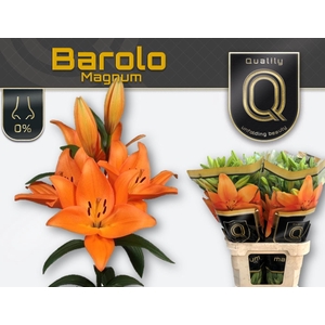 LI LA BAROLO 5+ MAGNUM