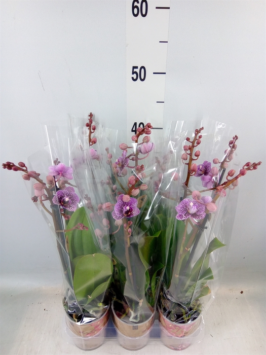 <h4>Phalaenopsis multi.   ...</h4>