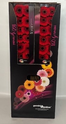 <h4>Germini Red Ruby Aquabox</h4>