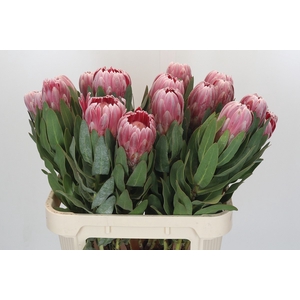 Protea Carnival