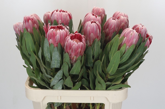Protea Carnival