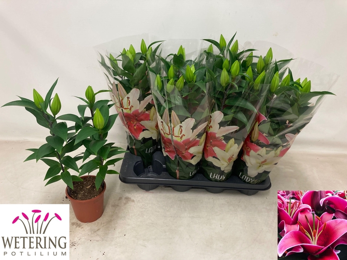 <h4>LIL OR SUNNY KEYS</h4>