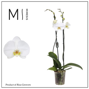 Phalaenopsis White Bigflower 2 spike - 12cm | Mimesis