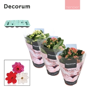 Kalanchoe Decorum TENDER - Love Mix