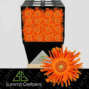 Gerbera Pasta Marinara Diamond
