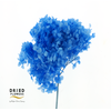 Dried Bleached Hydrangea Anna Cobalt Blue