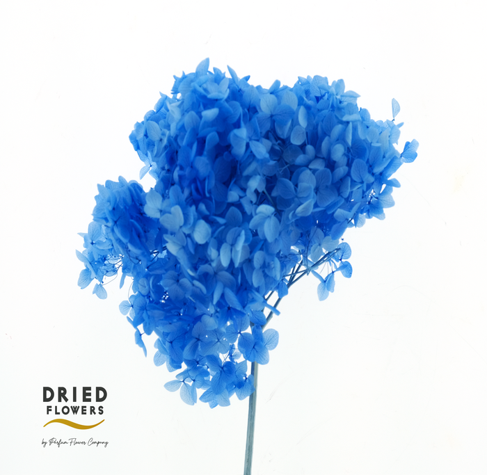 <h4>Dried Bleached Hydrangea Anna Cobalt Blue</h4>