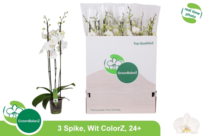 <h4>PHAL OV WIT</h4>