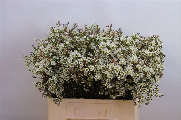 <h4>CHAME ME SIRIUS</h4>