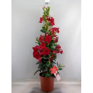Mandevilla sand. 'SumStar Red'