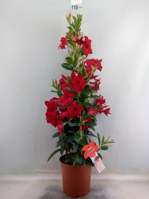 <h4>Mandevilla sand. 'SumStar Red'</h4>