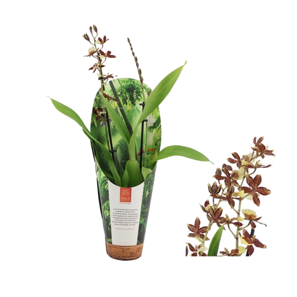 <h4>Inca Cambria Pacific Twilight 2 spike 9cm luxury jungle cover</h4>
