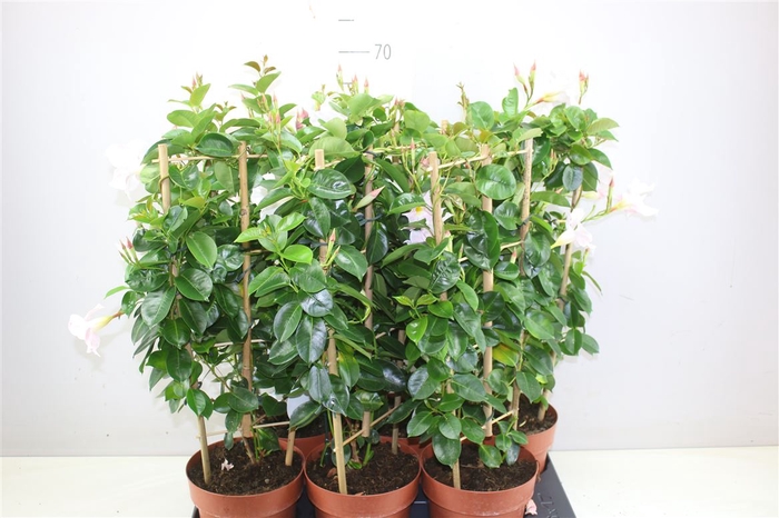 <h4>Mandevilla Sun Pearl Op Rek</h4>