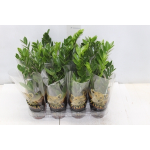 ZAMIOCULCAS P09