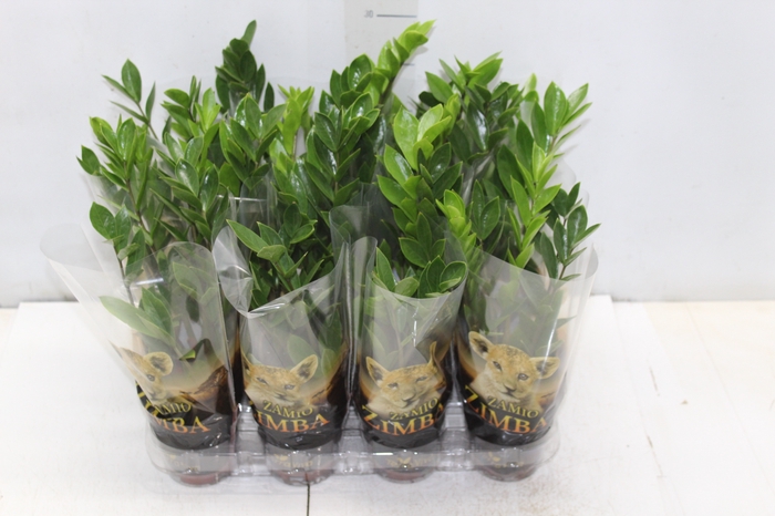 <h4>ZAMIOCULCAS P09</h4>