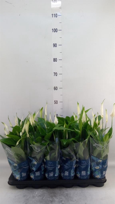 <h4>Spathiphyllum  'Chopin'</h4>