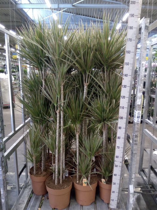<h4>Dracaena marg. 'Bicolor'</h4>