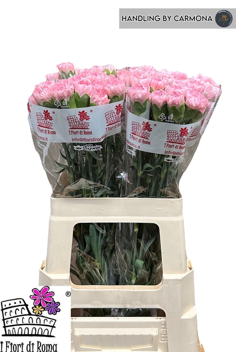 <h4>DI ST JULIA</h4>