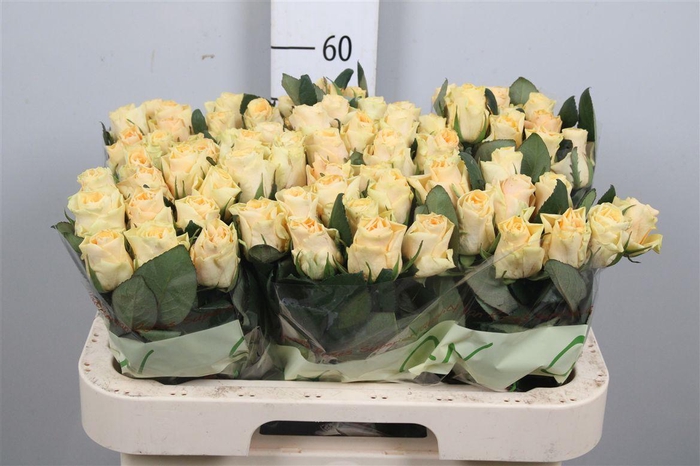 <h4>R Gr Peach Tacazzi+</h4>