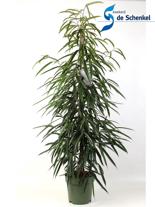 Ficus Alii
